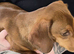 Dachshund puppy