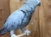 African grey parrot