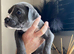 Cane Corso X Staff Puppies