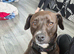 Staffy x patterdale