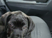 Cane corso puppyŵq