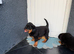 Chunky head Rottweiler Puppies