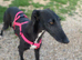 Urgent rehoming - Rey