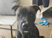 Steve a male staffy