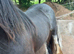 14h 5 year old mare and 26 day old foal out of 15.2h stepping cob