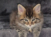 Male maine coon and kittens