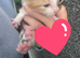 Kittens for adoption