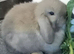 1 x beautiful 8.5 week harlequin Male kit/ rabbit