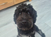 Male cockapoo