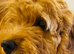 Cockerpoo puppy’s