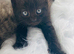 British long hair mix kittens