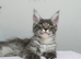 Stunning Maine coon kittens ( polydactyl)