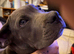 Cane Corso 2 year old and 3 mnth old pup