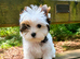 2 Beautiful Yorkshire Terrier Boys – Ready Now