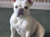 MEARL french bulldog