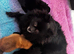 1 black female pomeranian