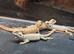 Baby bearded dragons (mixed)