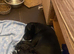 Staffie cross Frenchie