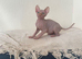 Canadian Sphynx kittens