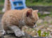 Male kitten