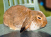 READY NOW! 9 week old female Baby Bunnies