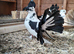 Indian Fantails & Others
