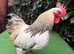 Rockin Cockerel Looking for new pastures