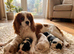 One Black and Tan girl available - cavaliers! Health tested