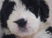 Old english sheepdog puppys