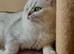 STUD BSH .Gccf /Tica