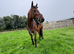 Luxe- 9 years old, 15&rsquo;2 stunning bay thoroughbred mare.