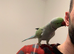 Talking Mutation Male Ringneck