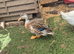Silver Appleyard Bantam Female Duck