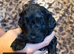 Beautiful F3 Cockapoo Puppies