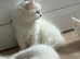 Turkish Angora X
