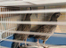 2 Calaforian quail hens