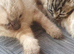 I have to beautiful Tabby kittens needing forever homes