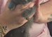 8week old British shorthairs