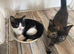 EXTREMELY AFFECTIONATE Kittens11 weeks ready now
