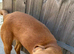 Fox red lab