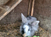 Lionhead x Lops 2 bucks 1 Doe