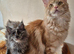 Maine coon (SOLD)