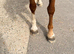 Beautiful 4yo 14hh Mare, Sweet, Safe and Genuine