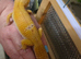 Male leopard gecko