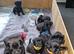 Rare mixed breed kc reg red fox lab and pekingese, puppies have been wormed to date.