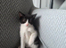 Kittens looking for a loving caring home