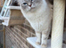 2 stunning blue lynx point sisters