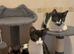 2 bonded pairs of beautiful kittens