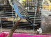 Very young budgies available &pound;30 each only out the nest box 2 left