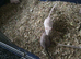 Baby gerbils for sale